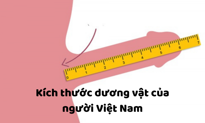 Theo nghiên cứu kích thước trung bình khi cương cứng ở Việt Nam là 11,2 cm