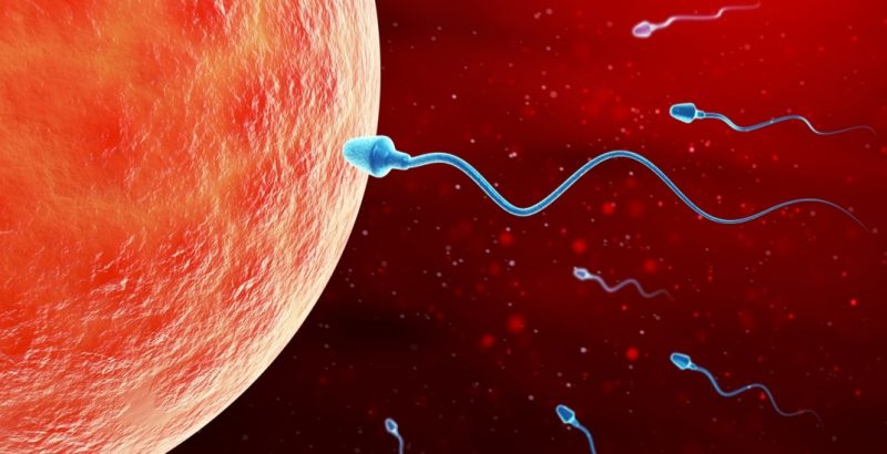 Chỉ duy nhất một chú tinh trùng có thể sống sót sau khi đi vào tử cung của phụ nữ