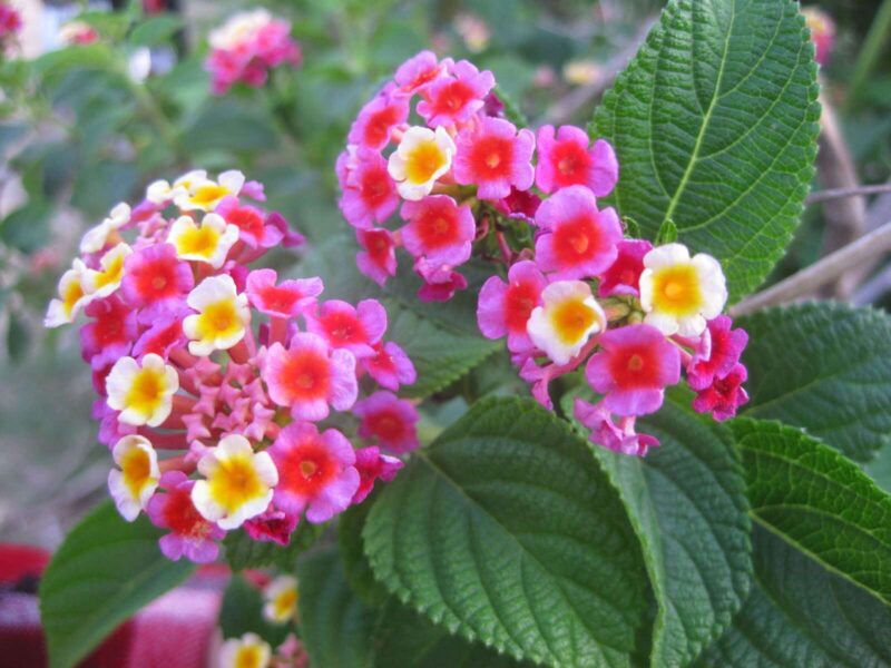 Cây hoa ngũ sắc có nhiều dược tính tốt sử dụng trong Đông y